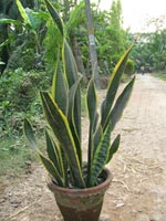 Decorative Plants Manufacturer Supplier Wholesale Exporter Importer Buyer Trader Retailer in Kolkata Bangol India
